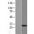 Western Blot: 26S proteasome subunit 9  Lysate [NBL1-14906] - Western Blot experiments. 
Left-Control; Right -Over-expression Lysate for PSMD9